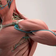 Anatomia mięśni: szczegółowy widok na budowę mięśni, naczynia krwionośne i limfatyczne.