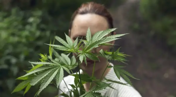 Czy marihuana jest legalna w Polsce? Pełny przewodnik prawny
