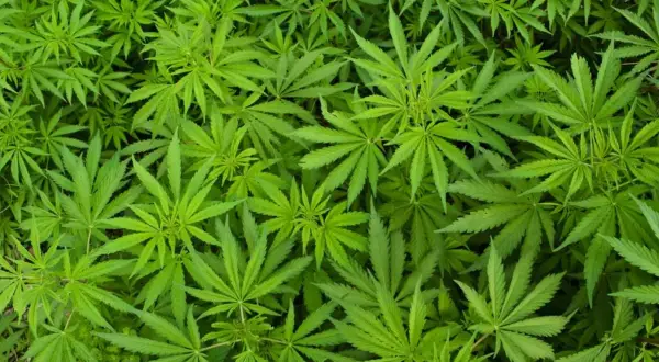 Marihuana: Co musisz wiedzieć o korzyściach, ryzykach i prawie?