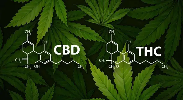 CBD a THC: Różnice, prawo, bezpieczeństwo. Uniknij pomyłek!