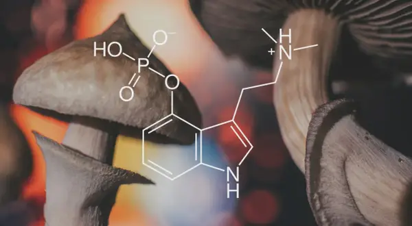 Grzyby halucynogenne z nałożonym wzorem chemicznym psylocybiny.