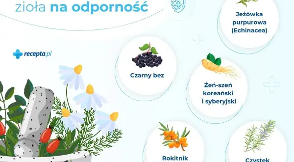 Jak poprawić odporność organizmu? Zobacz najpopularniejsze zioła: jeżówka, czarny bez, żeń-szeń, rokitnik, czystek.